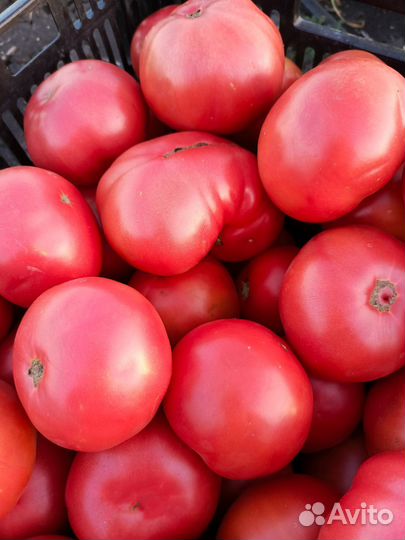 Помидоры