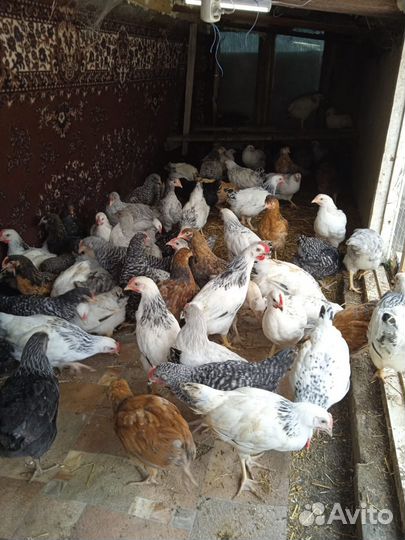 Куры несушки домашние