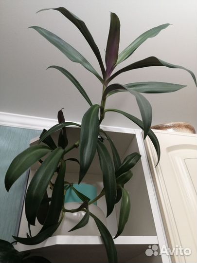 Рео, Ладья Моисея, Традесканция