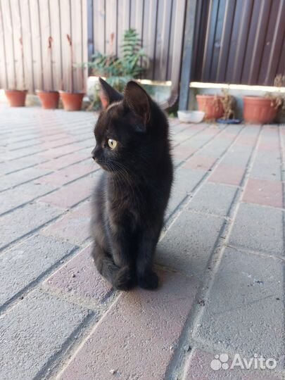 Британские