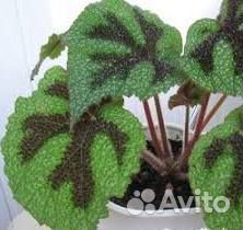 Бегония Мэсона