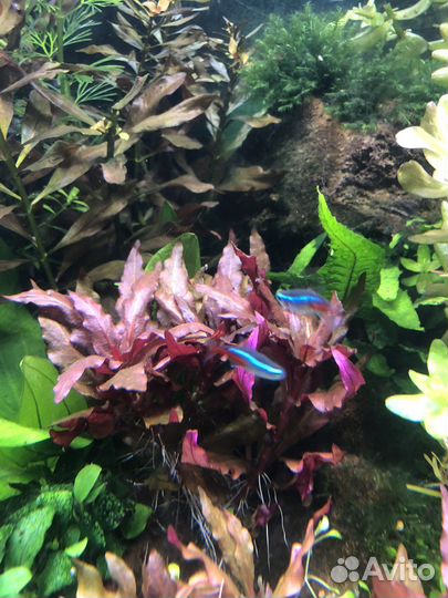 Альтернантера mini