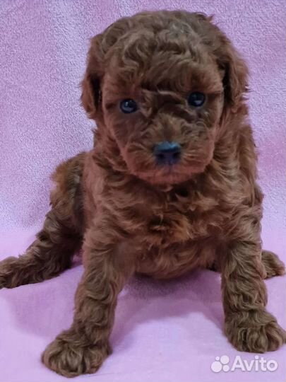 Мальчики и девочки Красный и абрикос