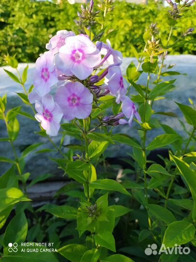 Многолетние цветы