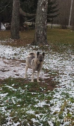 Норвежская лосиная лайка