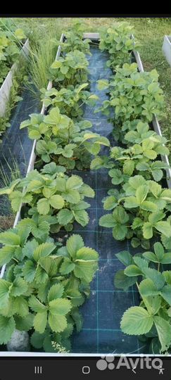 Агроткань (мульча) Agrojutex 130г/м2,Чехия