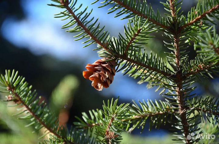 Зеркальный фотоаппарат nikon