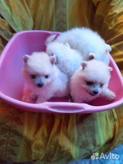 Щенки шпица