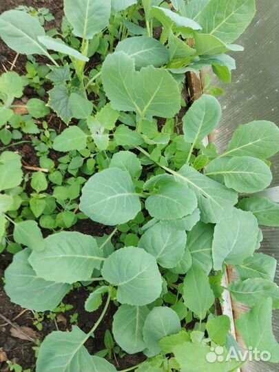 Рассада помидоров,капусты и вегетативных цветов