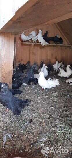 Голуби(павлины)