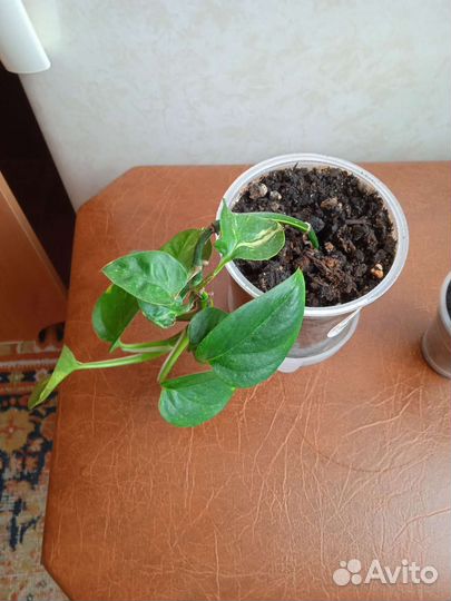 Сциндапсус золотистый