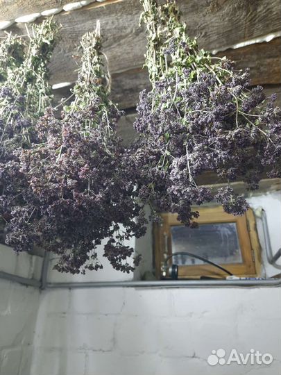 Душица трава