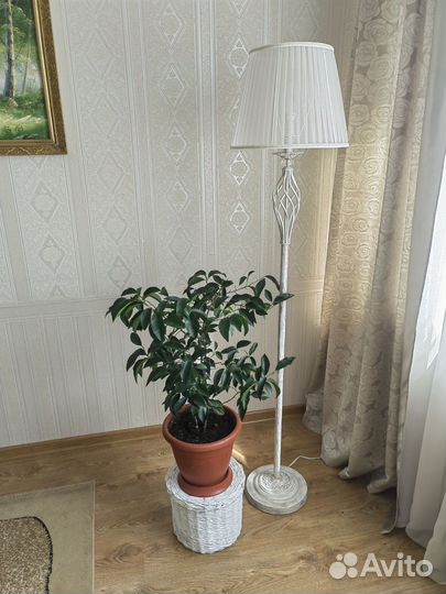 Лимон лимонное дерево