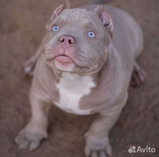 Американский булли