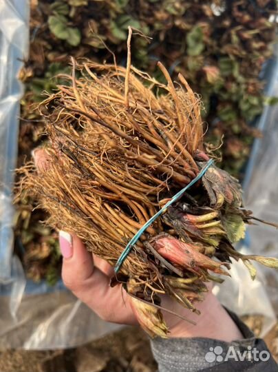 Рассада клубники Фриго