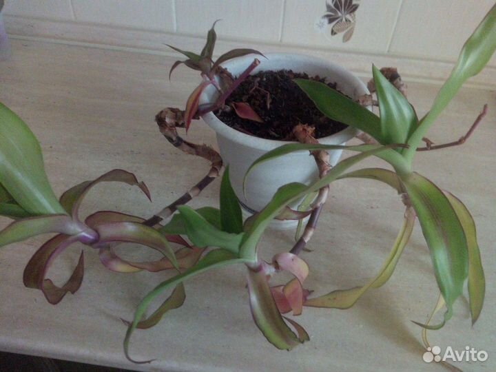 Каллизия душистая или золотой ус