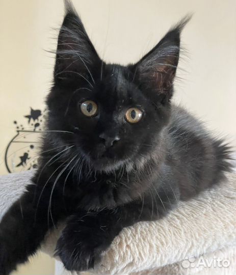 Потрясающая девочка мейн-кун