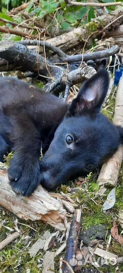 Отдаю щенят в добрые руки