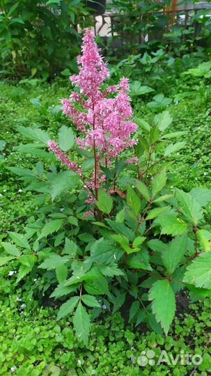 Фиалка, астильба, лилия, овсянница