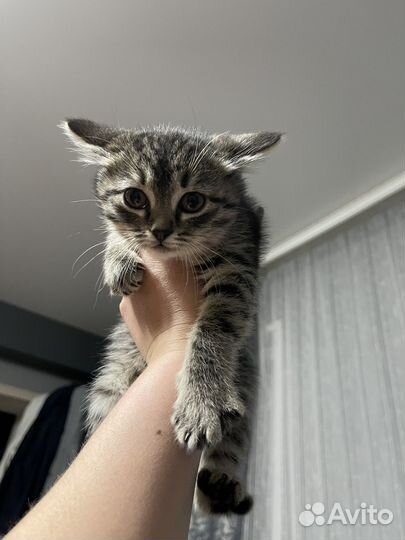 Отдам котят