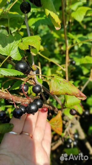 Ягоды чёрной смороды