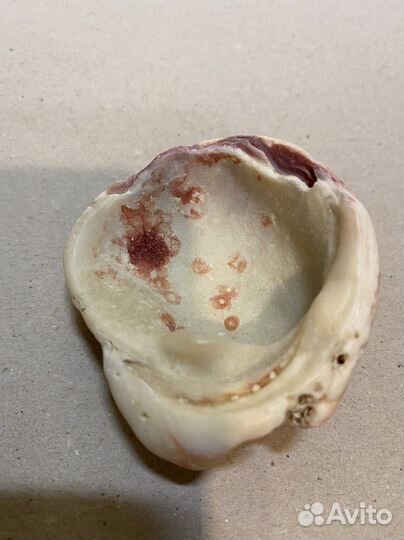 Морские ракушки раковины австралия