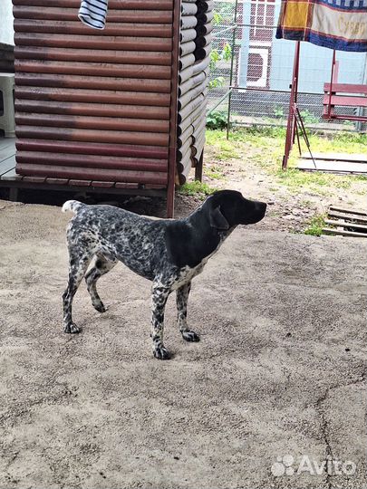 Курцхаар в добрые руки