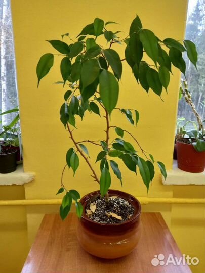 Фикус бенджамина