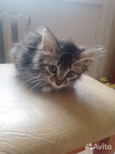 Отдам пушистую серую кошечку