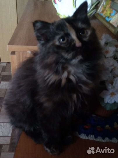 Сибирская кошка