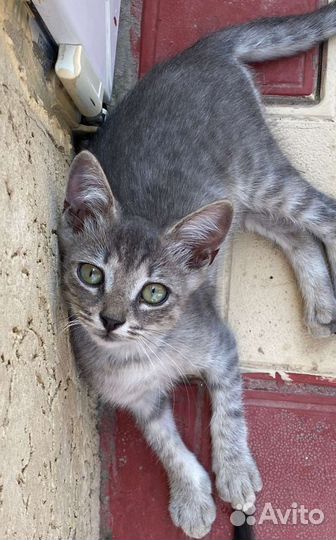 Котята. Девочки. Дагестан. регионыВ добрые ручки