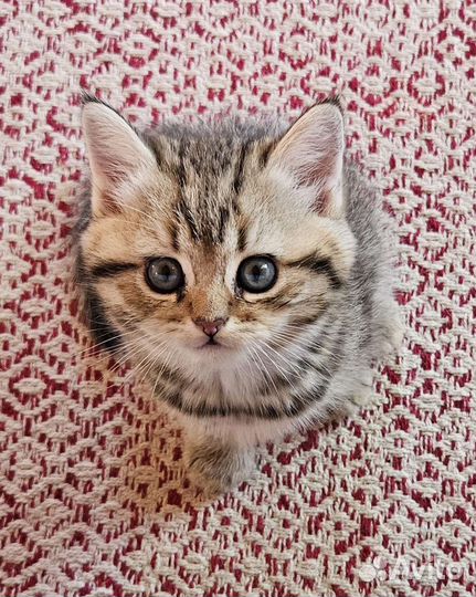 Шотландский котёнок мальчик ny 24 окраса