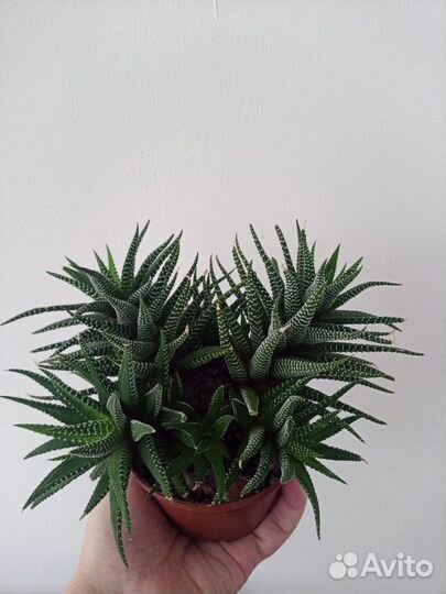 Комнатные растения