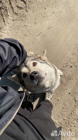 Хаски в добрые руки