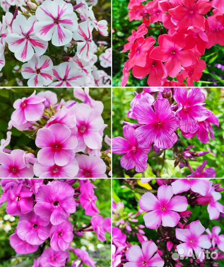 Многолетние растения для сада