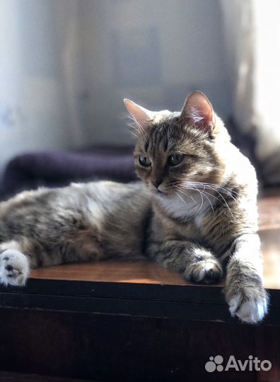 Кошка в добрые руки