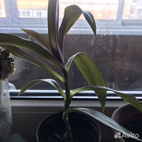 Комнатные цветы