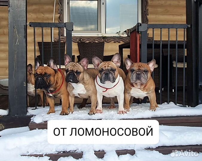 Французский бульдог щенки,Питомник РКФ