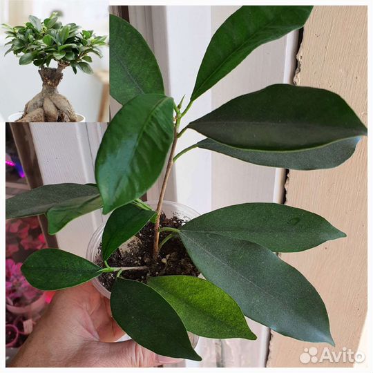 Папоротник фикус сциндапсус хойя цветы