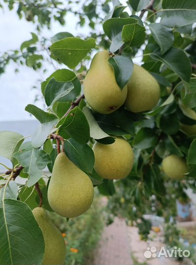 Груша, яблоки