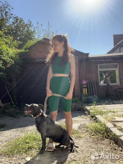 Передержка животных