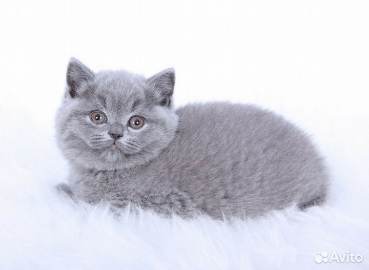 Британцы