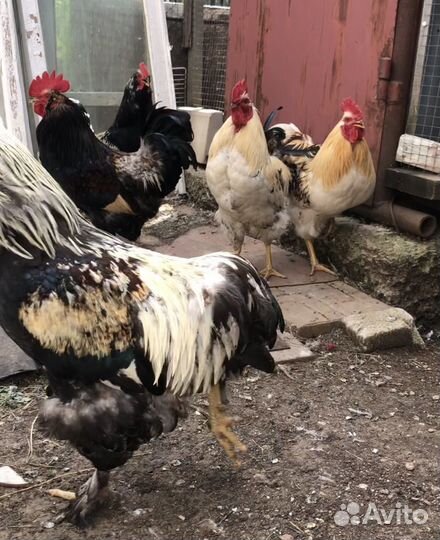 Петухи