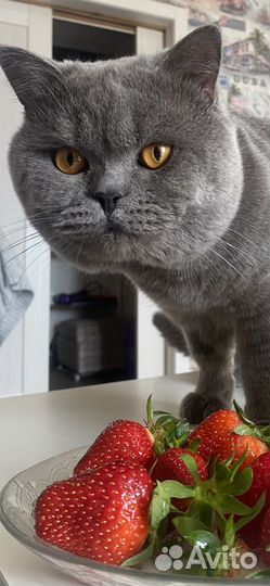 Шотландский кот Вязка. Большой опыт