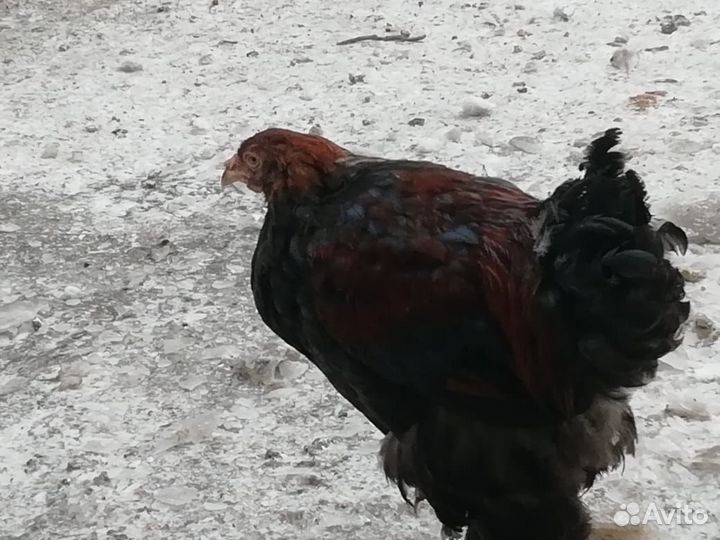 Петухи брама