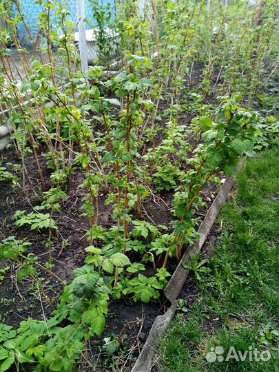 Саженцы малины ремонтантной