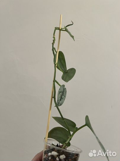 Сциндапсус сильвер леди