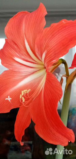 Гиппиаструм