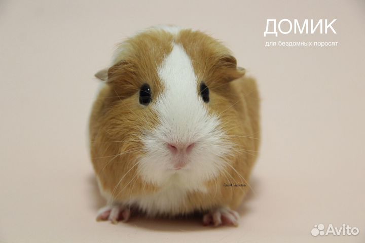 Морские свинки в добрые руки