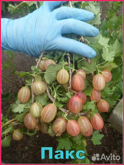 Крыжовник Пакс (саженцы) осень 2023 г